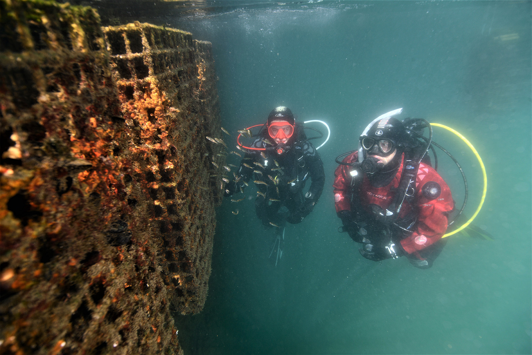 Biohut nursery habitats being monitored by divers