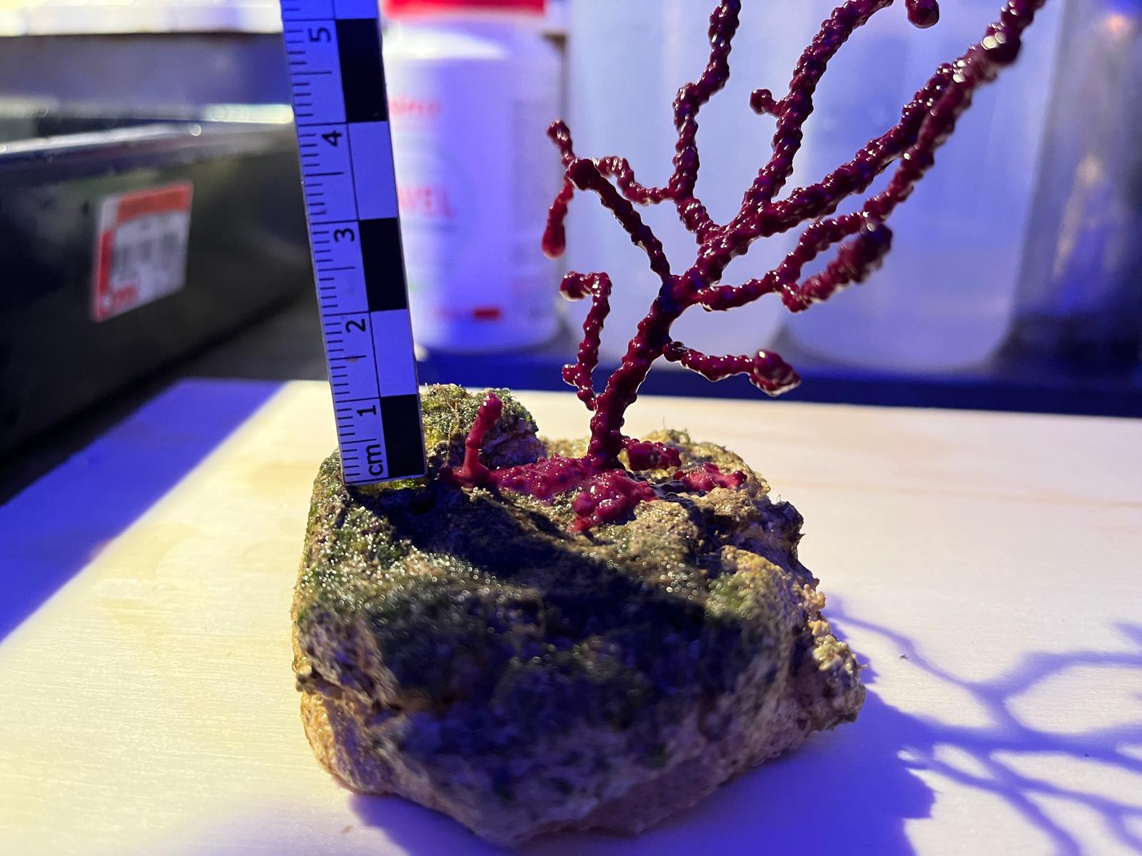 Propagation of gorgonian coral