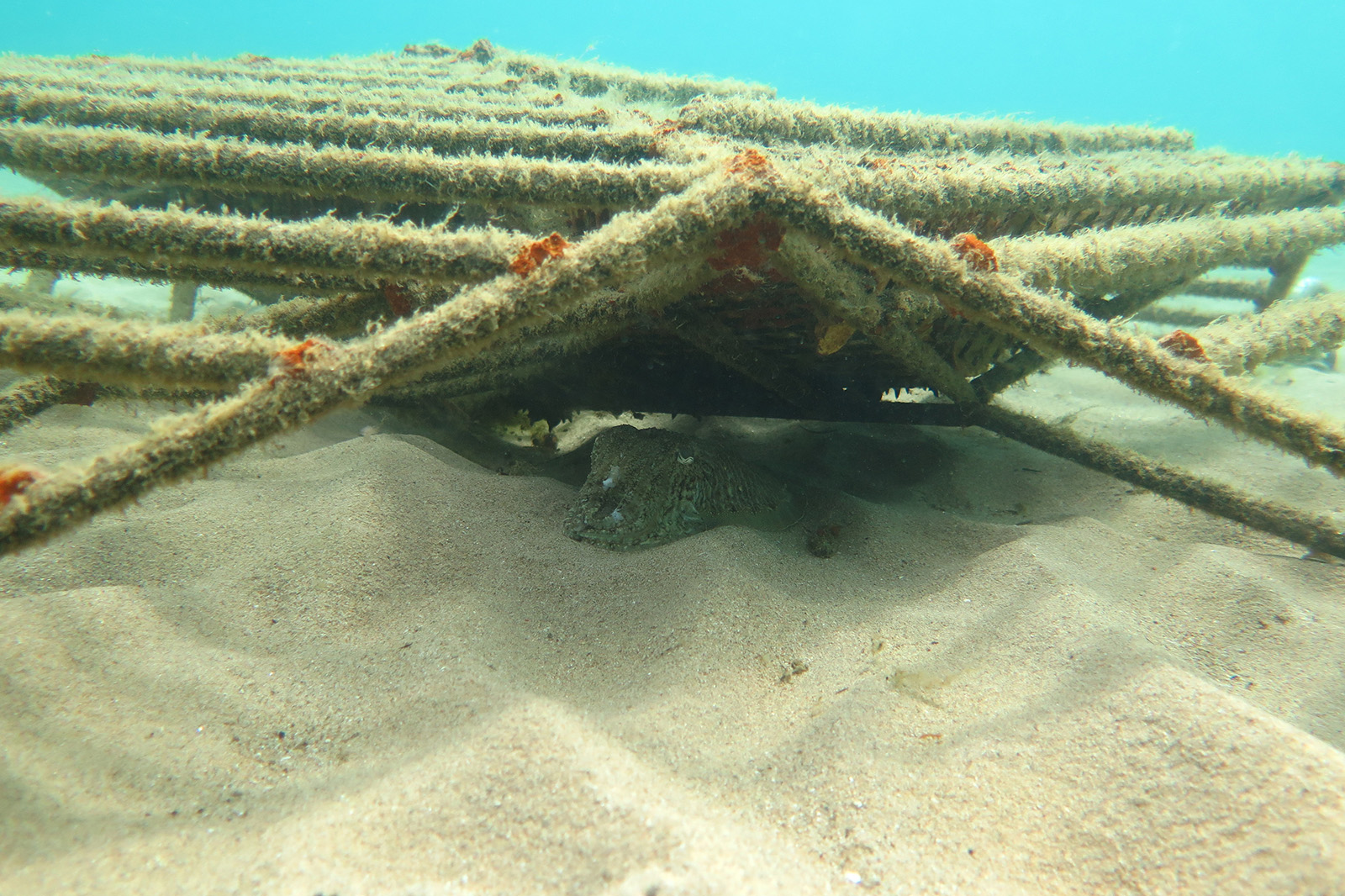 An adult cuttlefish