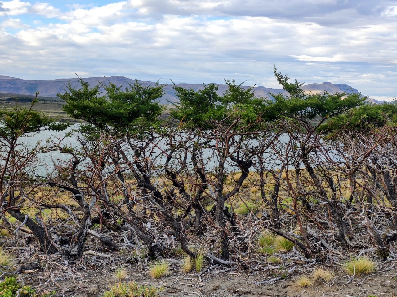 Intense browsing and mortality of Nothofagus antarctica caused by cattle. The image shows soil lost to cattle and erosion.