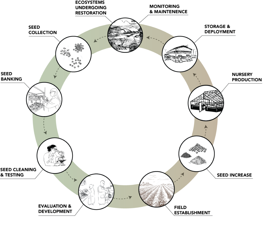 Seed Collection Lifecycle